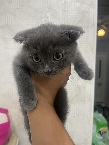 кошка майкун: Шотландский вислоухий котёнок(девочка) (Scottish Fold), окраса голубой — 2