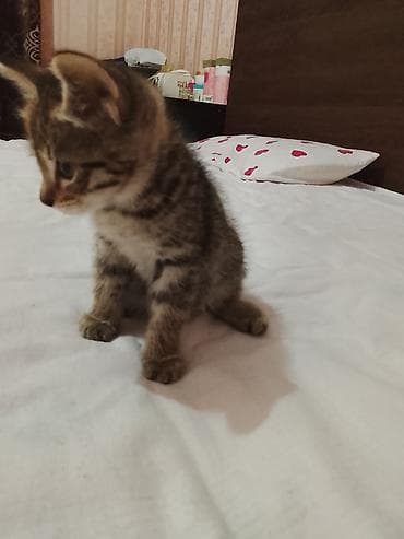 манчкин коты: Котята, 2 окраса: - Тигровые табби: плотная полосатая шерстка, крупные — 2