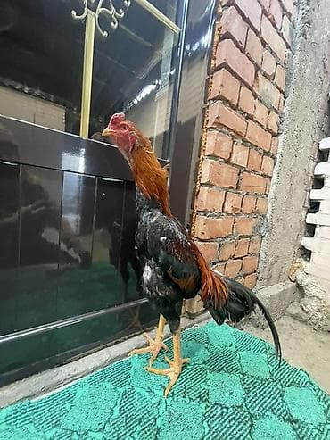 Продаю | Петух | Бойцовая | Для разведения at lalafo.kg Продаю | Петух | Бойцовая | Для разведения