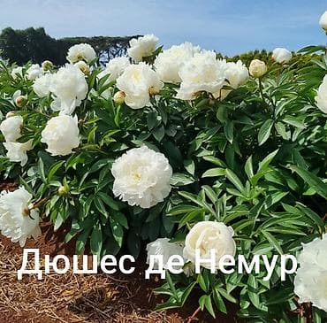 чайные розы: Корни пиона из Голландии по три почки сорт на срез Дюшес де Немур — 1