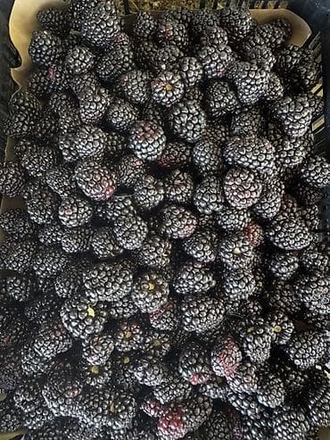 Кара бүлдүркөн Чекене, Акысыз жеткирүү