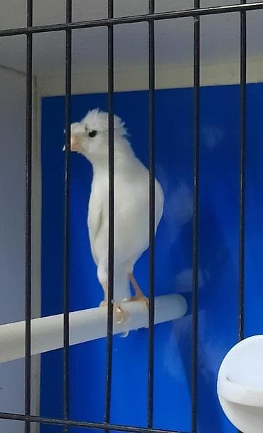 павлин яйцо: Белая хохлатая канарейка (порода «глостер», вариант с чубчиком). - — 2