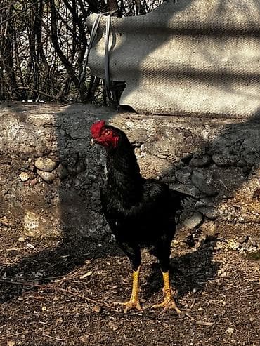 Лошади, кони: Продаю | Петух | Бойцовая | Для разведения — 3