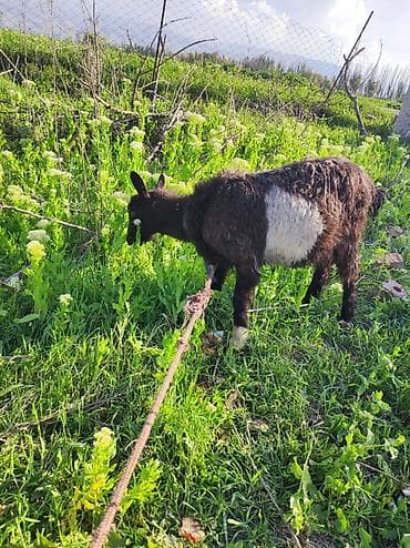отдам в хорошие руки щенка ягдтерьера: Продаю | Коза (самка) | Полукровка | Для разведения — 2