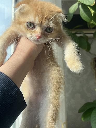 Продажа кошек: Скотиш Фолд (Шотландская вислоухая), 2 месяца, Мальчик, Рыжий, Приучена к лотку — 4