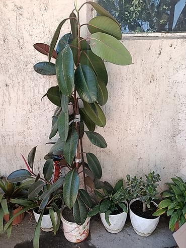 Фикус эластика (Ficus elastica, «каучуконосный») в напольном горшке — 1