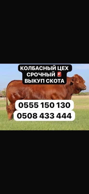 Куплю | Коровы, быки, Лошади, кони, Другие с/х животные | Круглосуточно, Любое состояние, Забитый at lalafo.kg Куплю | Коровы, быки, Лошади, кони, Другие с/х животные | Круглосуточно, Любое состояние, Забитый