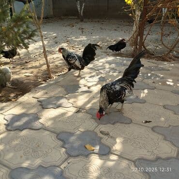 Продаю карликовых кур петухов по 600сом