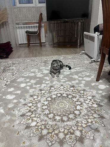 Другие животные: Скотиш Фолд (Шотландская вислоухая), 6 месяцев, Мальчик, Серый, Приучена к лотку, Проглистована, С документами — 2