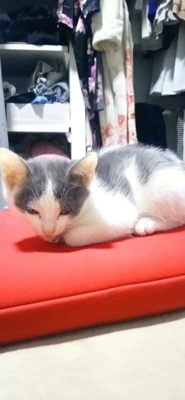 carters для мальчика: Отдам котят 2 -х месячных, кушают сами ходят в лоток — 1