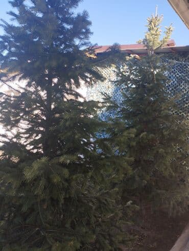 Саженцы деревьев: Ели