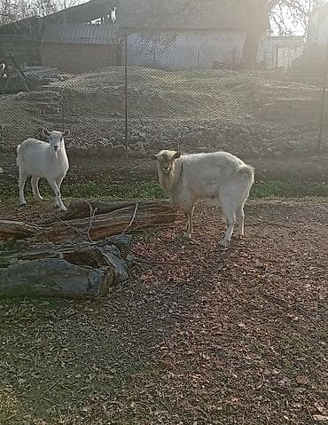 дойные коза: Продаю | Козёл (самец) | Зааненская | На забой, Для разведения | Племенные, Осеменитель — 2