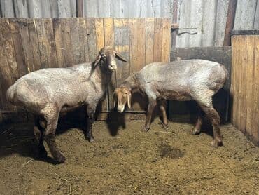 куплю свиней живым весом срочно: Сатам | Кочкор (эркек), Ургаачы кой (ургаачы), Козу — 2