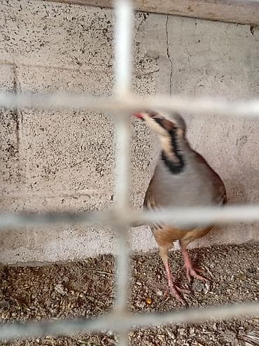 scottish fold: Кеклик сатылат гибрид ак тош пара 4000мин сом жумуртка тууп атат — 5