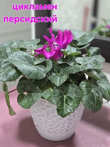 комнатный перец: Аглаонема (декоративно-лиственное комнатное растение) - Сорт с — 1