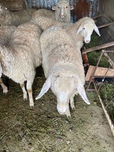 Собаки: Продаю | Баран (самец) | Меринос | На забой | Кастрированные — 3