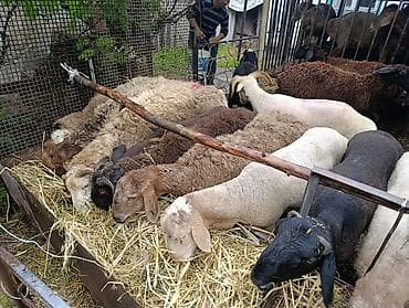 А/ч жаныбарларын сатам: Сатам | Ургаачы кой (ургаачы), Козу, Кочкор (эркек) | Союуга, Көбөйтүү үчүн — 1