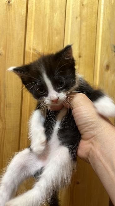котята даром бишкек: Котята домашние, от одной кошки. Возраст примерно 1–2 месяца, кушают — 2