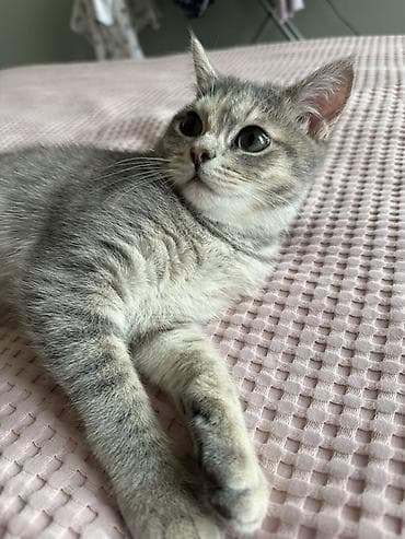 потерялся кот: Кошка даром: Беспородная, 7 месяцев, Девочка, Приучена к лотку — 2