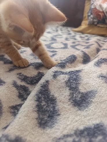 Кошки: В Добрые руки. БЕСПЛАТНО!!!Котенок рыженький, мальчик — 6