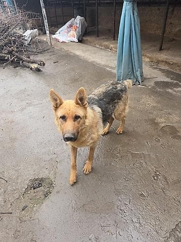 пес 23: Щенки породного типа немецкой овчарки - Окрас: классический чепрачный — 6