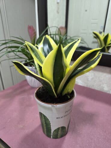 айт маарек болсун картинки: Суккуленты в горшках — хавортии Описание: - Компактные розетки — 3