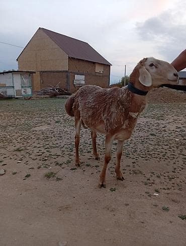 крематорий для животных бишкек: Продаю | Баран (самец) | Арашан | Для разведения — 2