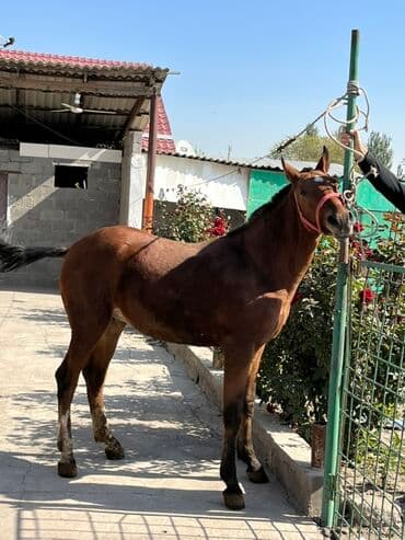 Продаю | Жеребец | Английская