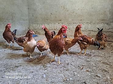 животные кошки: Продаю | Куры — 7