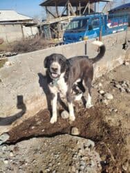 акустические системы teac колонка в виде собак: Алабай, 1 год, Самец, С прививкой — 3