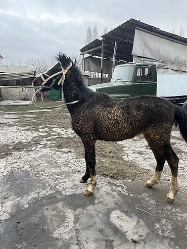 лошадь конь: Продаю | Жеребенок | Для разведения — 4