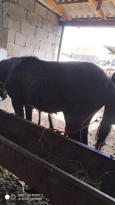 лошади: Продаю | Жеребец | Рабочий — 7