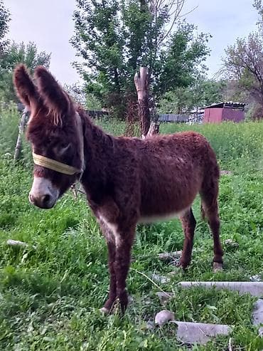 улитка купить: Осёл (домашний), небольшой рост. - Масть: тёмно-каштановая, пушистая — 2