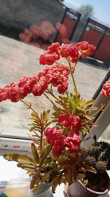 цветы для огорода: Комнатные растения — суккуленты и декоративные культуры Предлагаются — 2