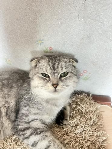 веслоухий кошка: Кошка даром: Скотиш Фолд (Шотландская вислоухая), 11 месяцев, Мальчик — 2