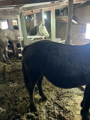 Жылкылар, аттар: Сатам | Бээ (ургаачы) | Союуга — 1