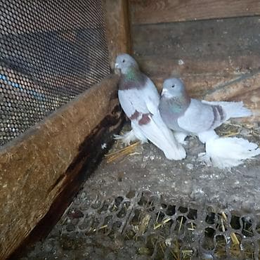 перепелка купить бишкек: Пара сиреневых 3000 окончательно — 3