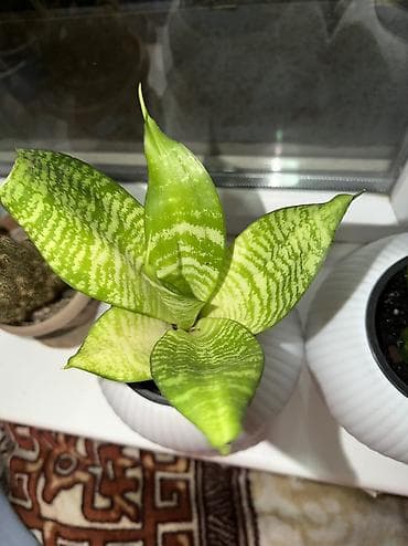 драценна: Сансеверии (Sansevieria, «щучий хвост») Продаю сансеверии, посажены — 4