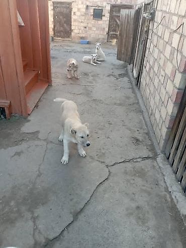 Другие животные: Щенки Алабай. Привитые, игривые. 
Цена на фото — 5