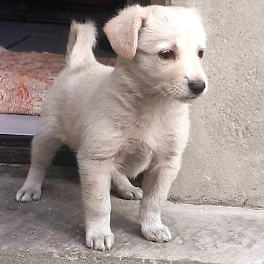 Отдаю в хорошие руки. щенок дворняги. девочка полтора месяца. кушает at lalafo.kg Отдаю в хорошие руки. щенок дворняги. девочка полтора месяца. кушает