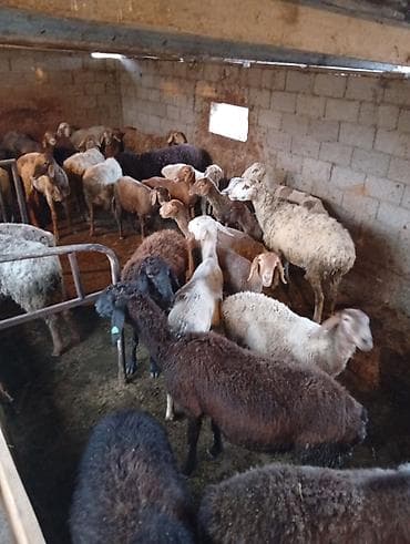 бараны мириносы: Продаю | Овца (самка) | Полукровка | Для разведения | Матка — 5