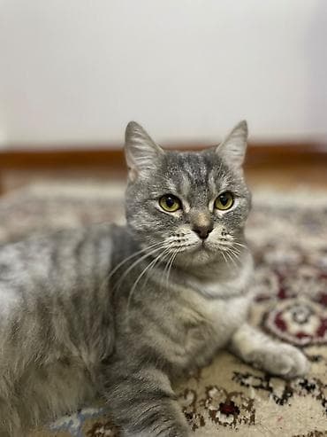скоттиш страйт шотландская прямоухая кошка: Скотиш Страйт (Шотландская прямоухая), 3 года, Девочка, Биколор, Приучена к лотку, С документами — 7