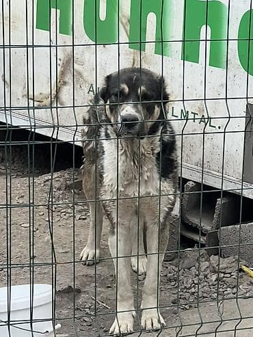 собакам: Щенки от крупных сторожевых собак (алабай) — 2