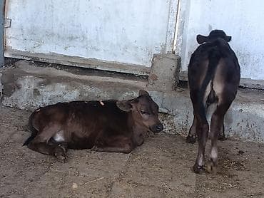 кролик цена: Продаю | Бык (самец), Музоо, торпок | Ангус | На откорм, На забой, Для разведения — 9