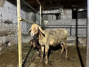 ит мал айдаган: Сатам | Ургаачы кой (ургаачы) | Көбөйтүү үчүн | Ургаачы — 4