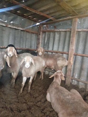 баран живой: Бараны — 4