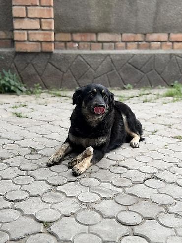 где можно найти собаку: Собака даром: 1 год, Самка, С прививкой — 1