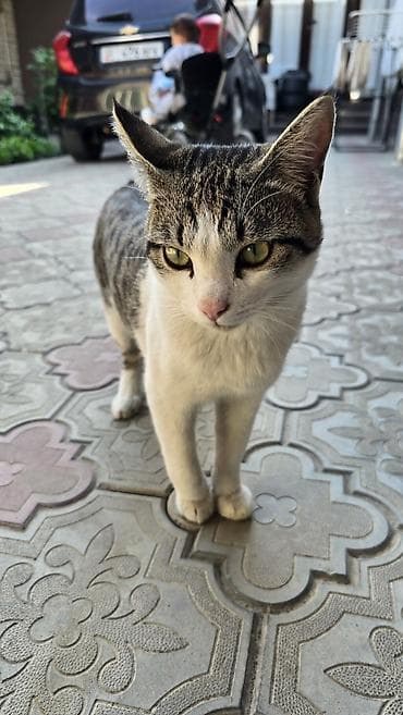 мышыктар: Отдаем этого красавца в дорые руки. Мальчик очень ласковый, и ему — 2