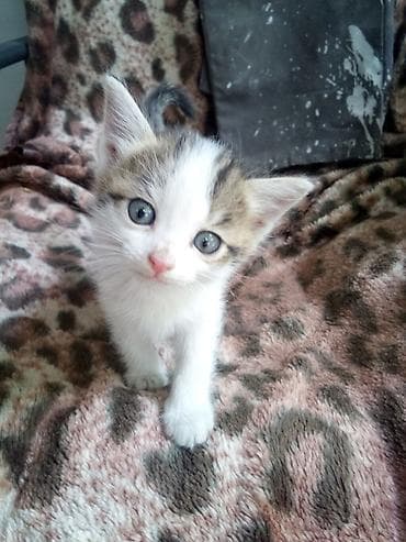 Котята, короткошёрстные, окрас бело-пестрый (белый с серо‑табби