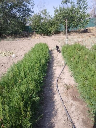 колоновидные саженцы: Саженцы деревьев: Туи — 9